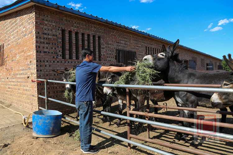 肉驴饲养繁育技术要点有哪些？-图1