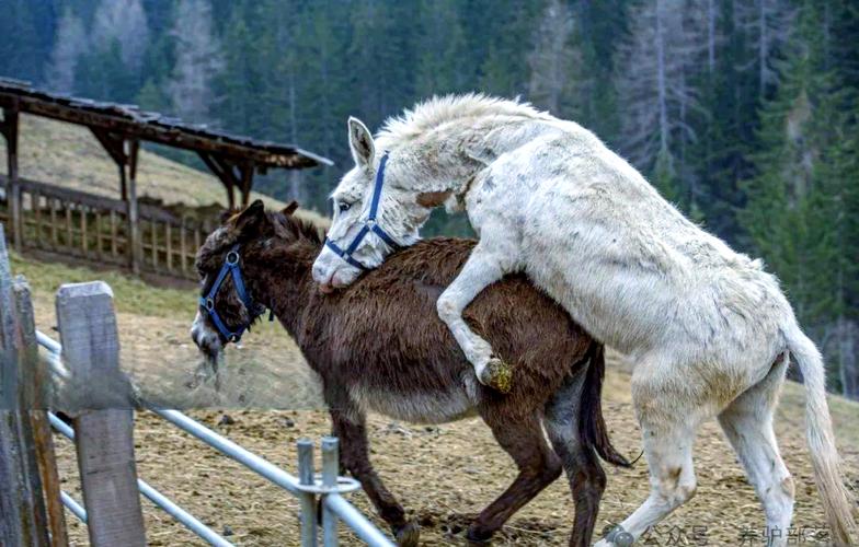 肉驴饲养繁育技术要点有哪些？-图2