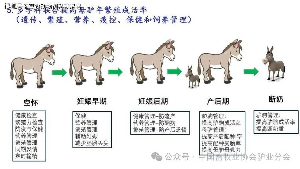 肉驴饲养繁育技术要点有哪些？-图3