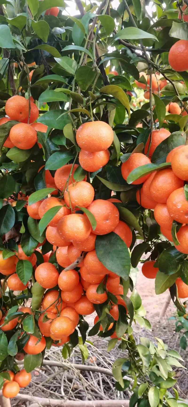 砂糖桔品种怎么选？-图1
