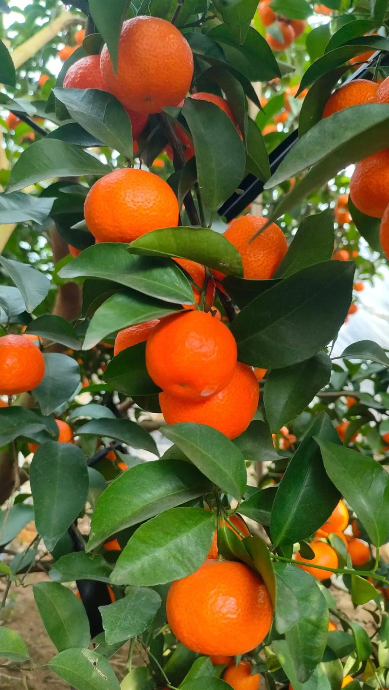 砂糖桔品种怎么选？-图3
