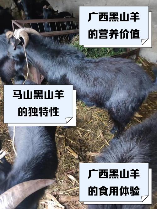广西适合养什么品种羊？-图1