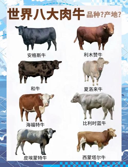 牛品种质量怎么选？-图1