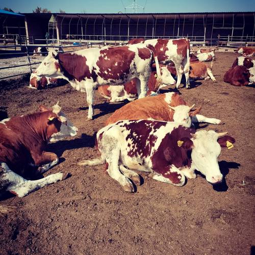 牛品种质量怎么选？-图2