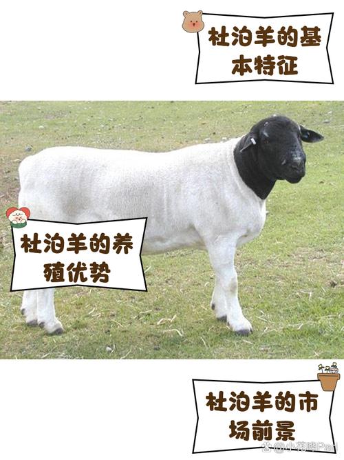 哪种羊品种养殖效益最高？-图1