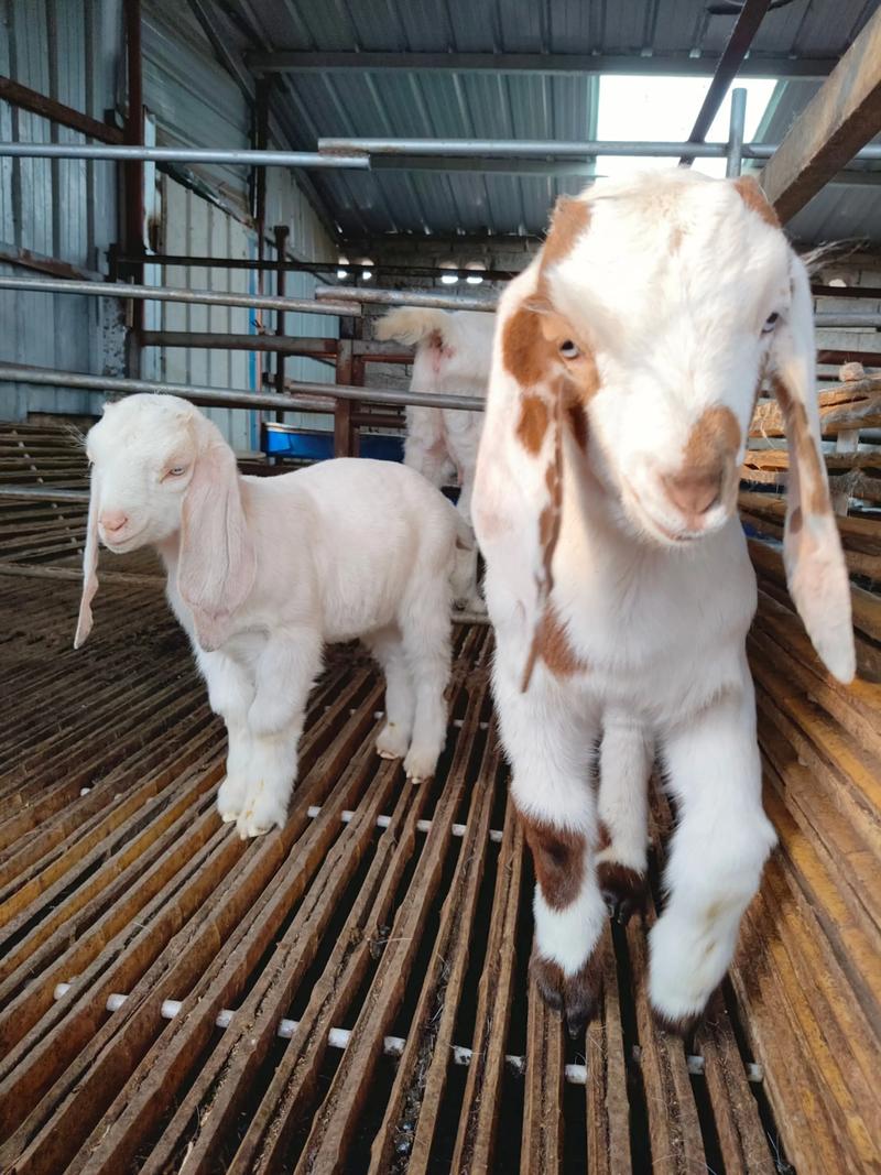 哪种羊品种养殖效益最高？-图2