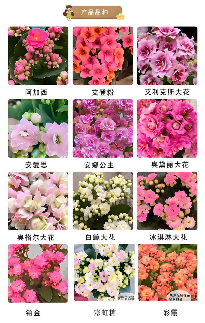 新手养长寿花，哪个品种最好养？-图1