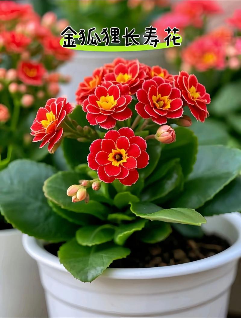 新手养长寿花，哪个品种最好养？-图3