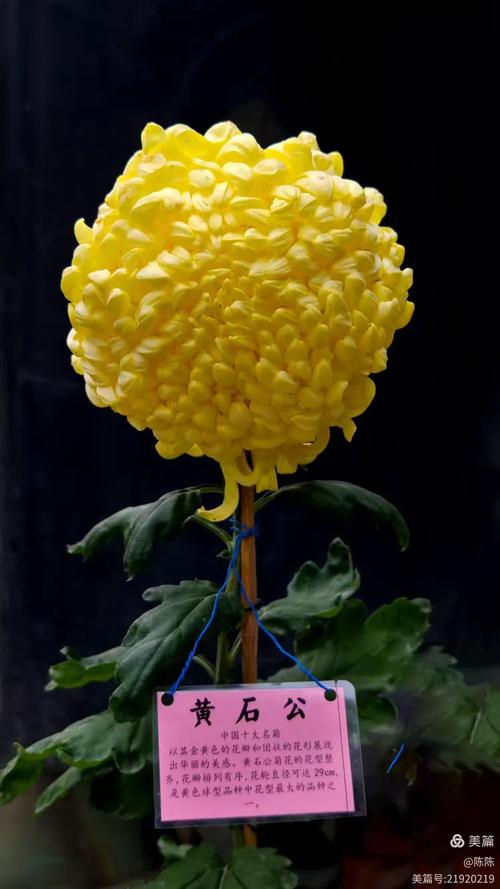 名贵菊花品种有哪些？-图2