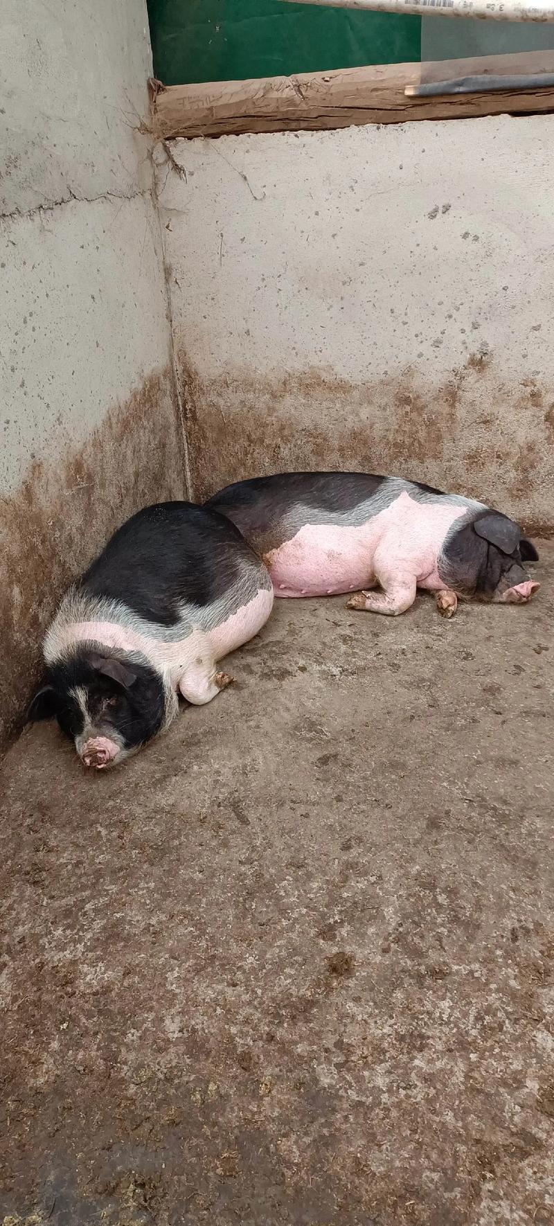 中国最好的花猪品种是哪个？-图1