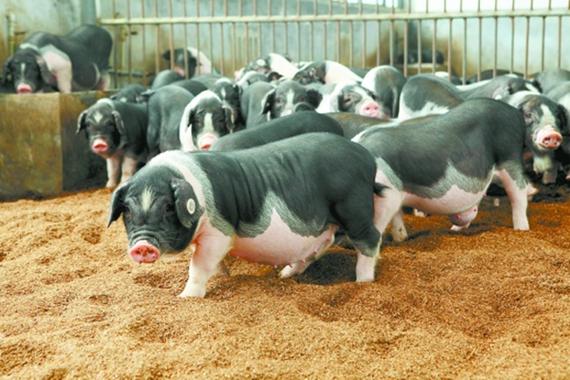 中国最好的花猪品种是哪个？-图3