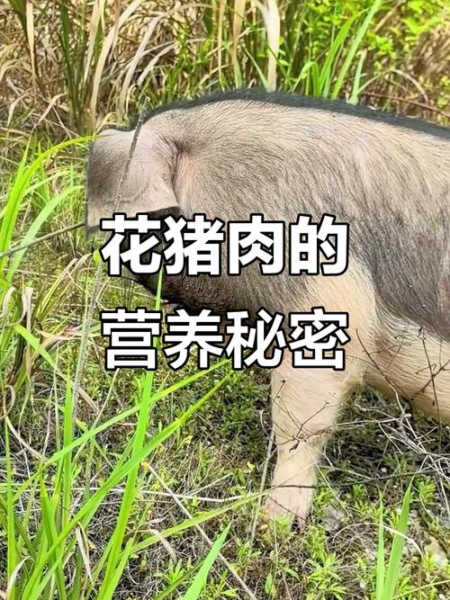 中国最好的花猪品种是哪个？-图2