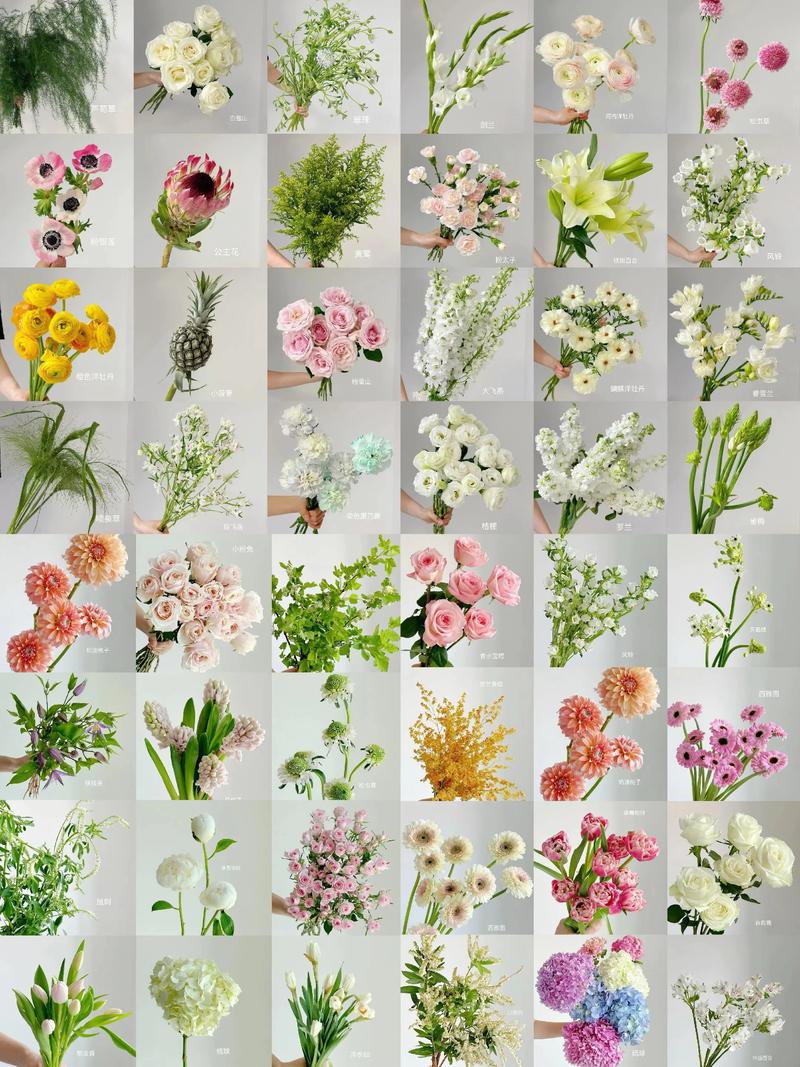 花卉品种图片数量有多少？-图2