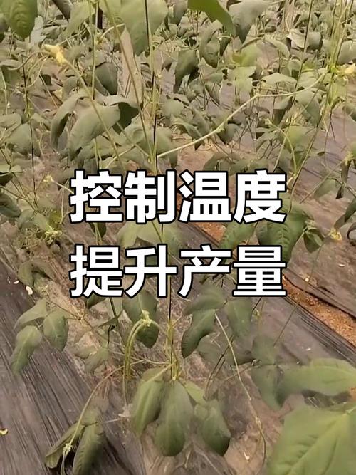 冷棚豆角怎么种？技术要点有哪些？-图3