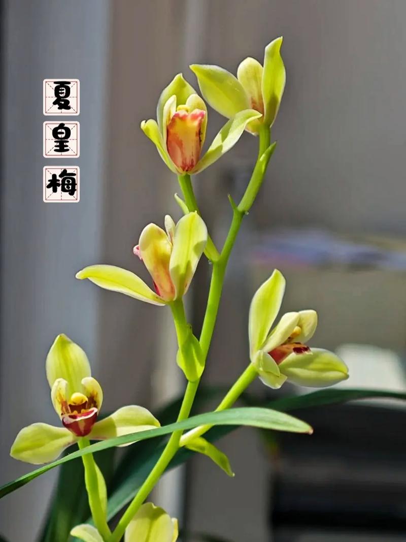 建兰哪些品种最勤花？-图1