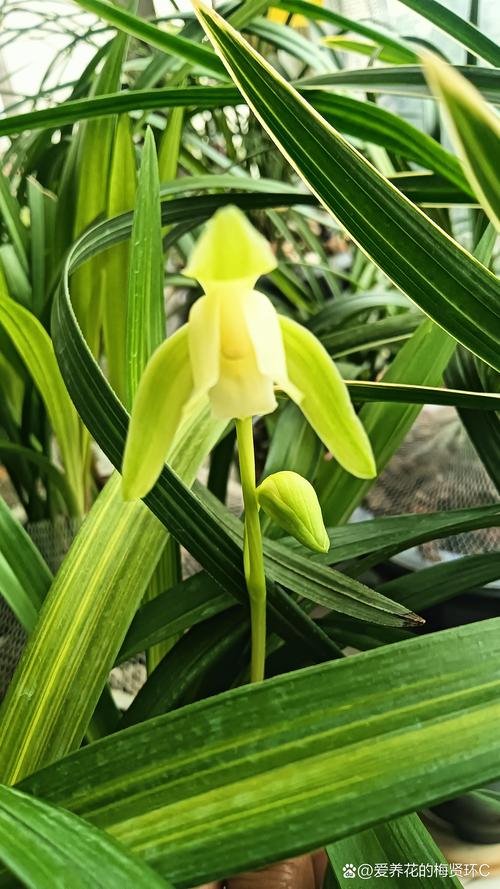 建兰哪些品种最勤花？-图2