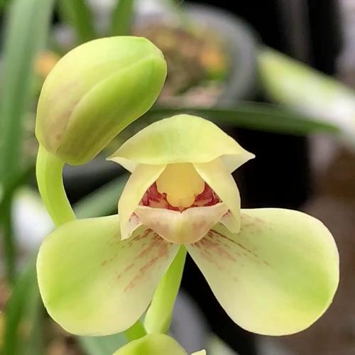 建兰哪些品种最勤花？-图3