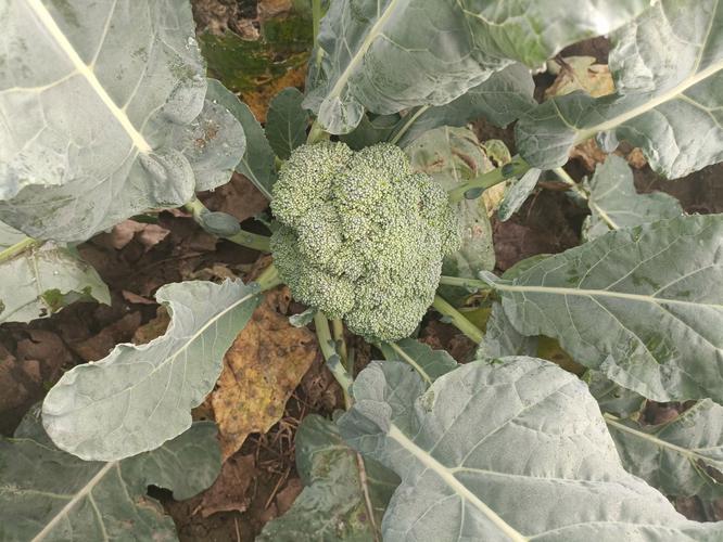 西兰花种植技术视频，如何高效种植？-图3