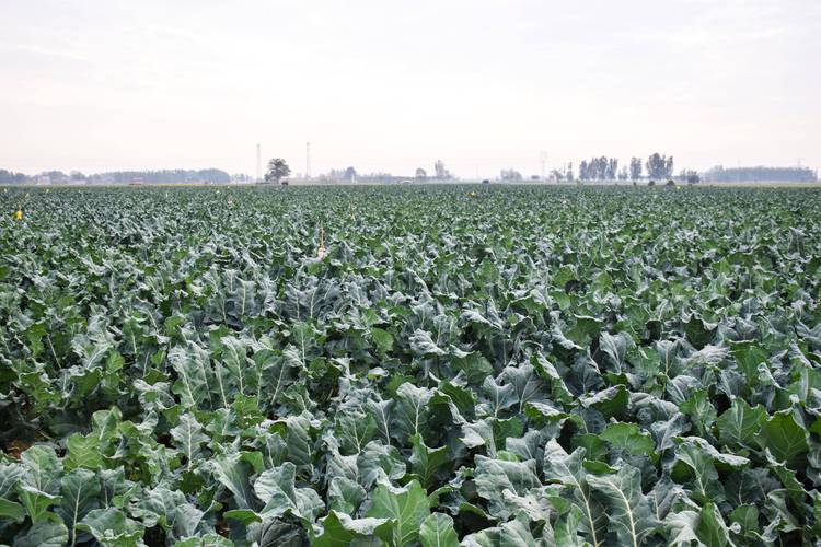 西兰花种植技术视频，如何高效种植？-图2