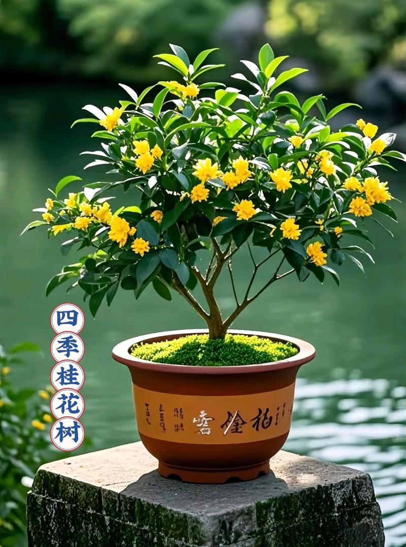 家庭养桂花选什么品种好？-图1