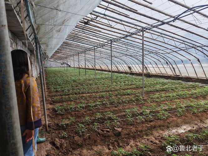 大棚葡萄套种草莓，如何实现高效共生？-图1