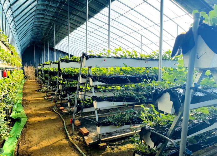 大棚葡萄套种草莓，如何实现高效共生？-图2