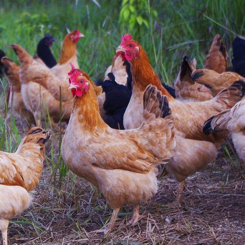 养母鸡选什么品种合适？-图1