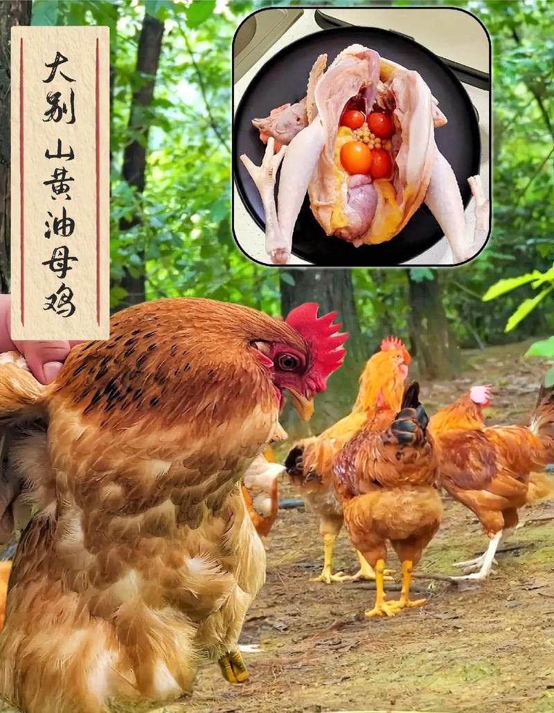 养母鸡选什么品种合适？-图3