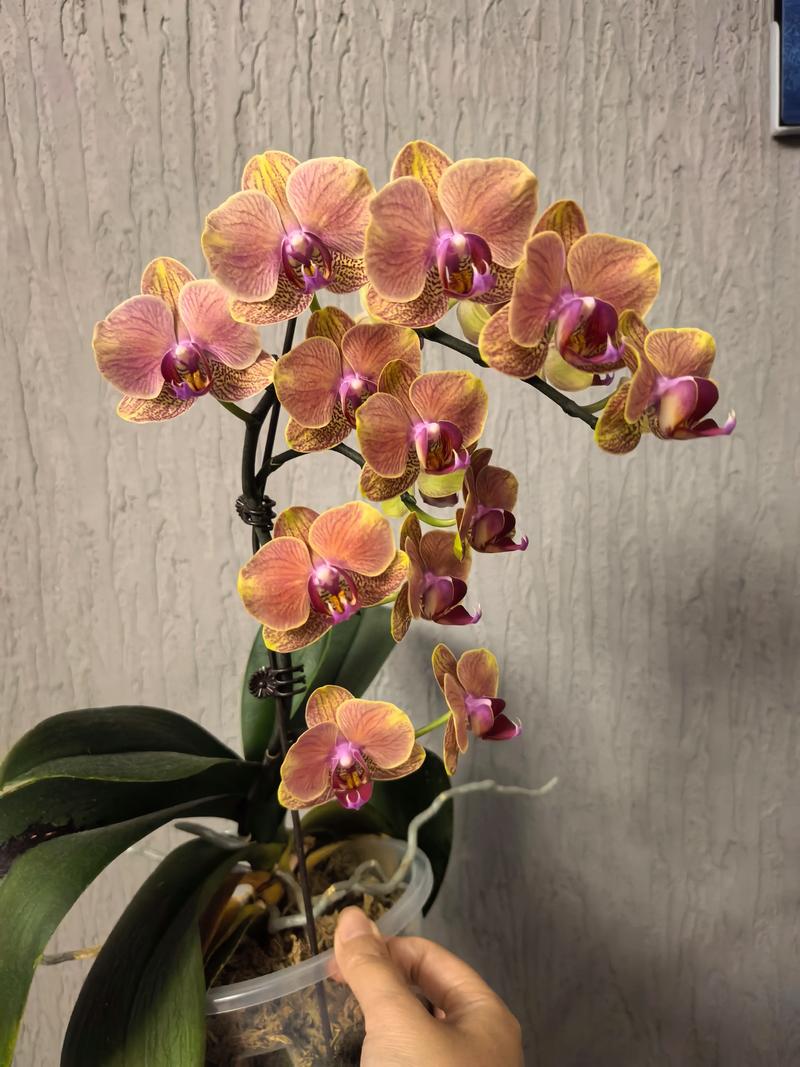 最新蝴蝶兰品种有哪些？-图2