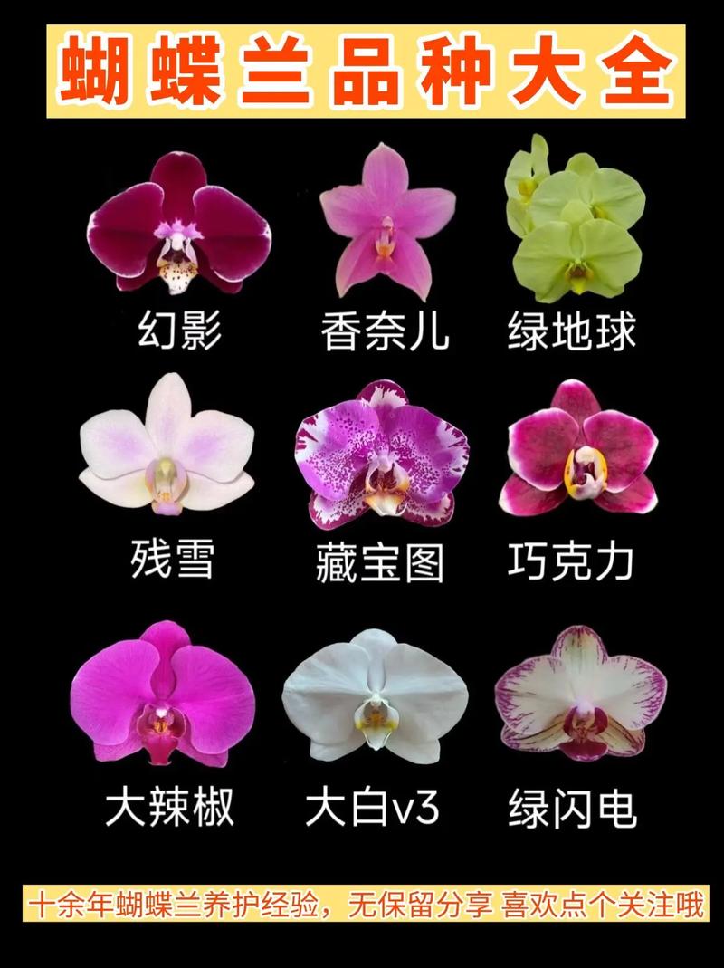 最新蝴蝶兰品种有哪些？-图1