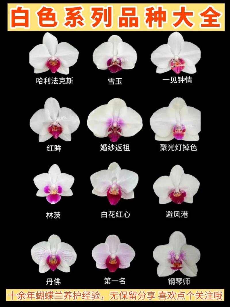 最新蝴蝶兰品种有哪些？-图3
