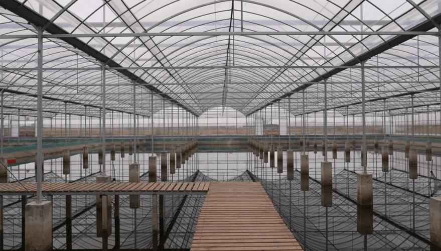 如何正确辨别和选择淡化养殖新品种？-图3