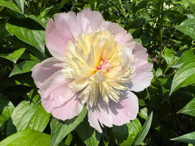 芍药品种哪家强？好品种怎么挑？-图1