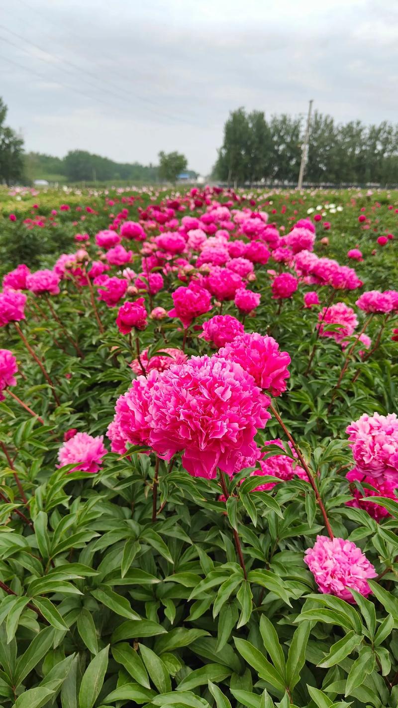 芍药品种哪家强？好品种怎么挑？-图2