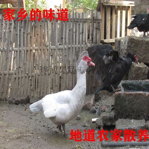 白羽肉鸭品种知多少？-图1