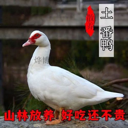 白羽肉鸭品种知多少？-图2