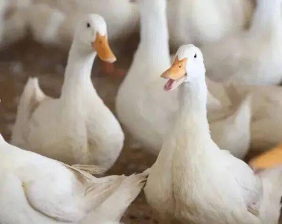 白羽肉鸭品种知多少？-图3