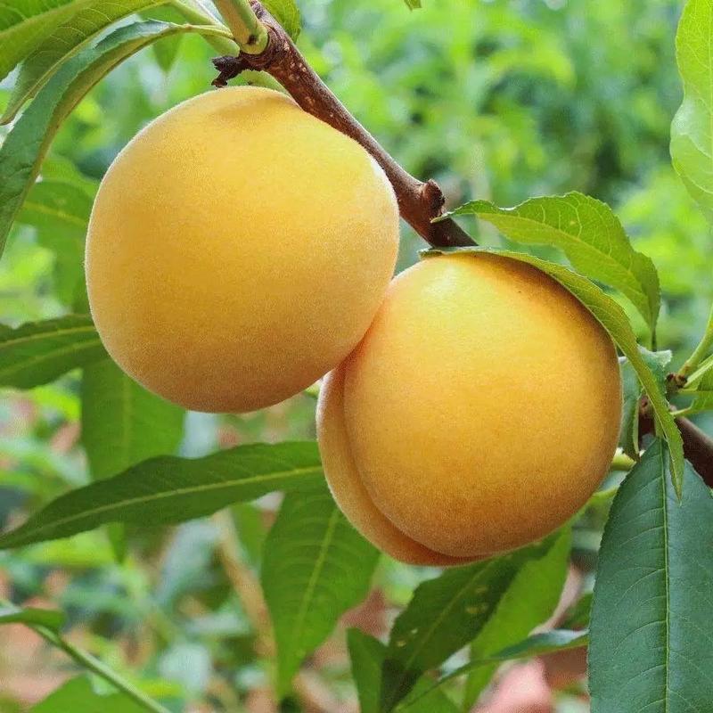 哪些水果适合家庭种植？-图1