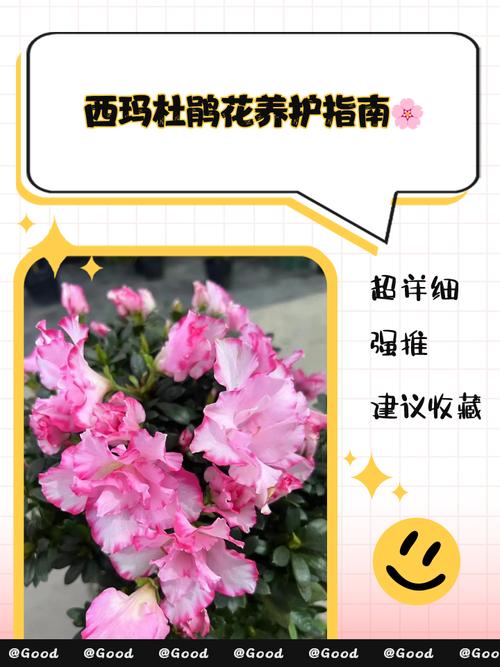 如何快速辨别杜鹃花品种？-图1