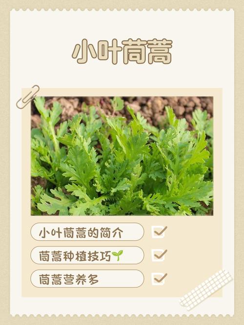 茼蒿栽培技术视频怎么播放？-图2