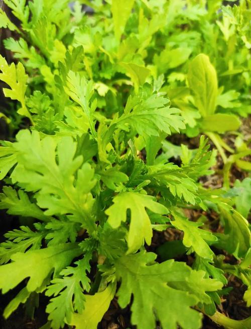 茼蒿栽培技术视频怎么播放？-图1