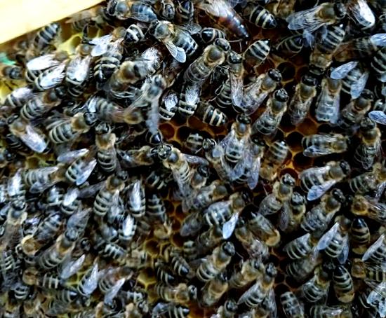 东北黑蜂养殖技术视频，关键要点有哪些？-图1