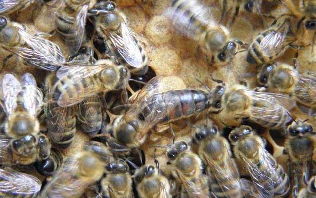 东北黑蜂养殖技术视频，关键要点有哪些？-图2