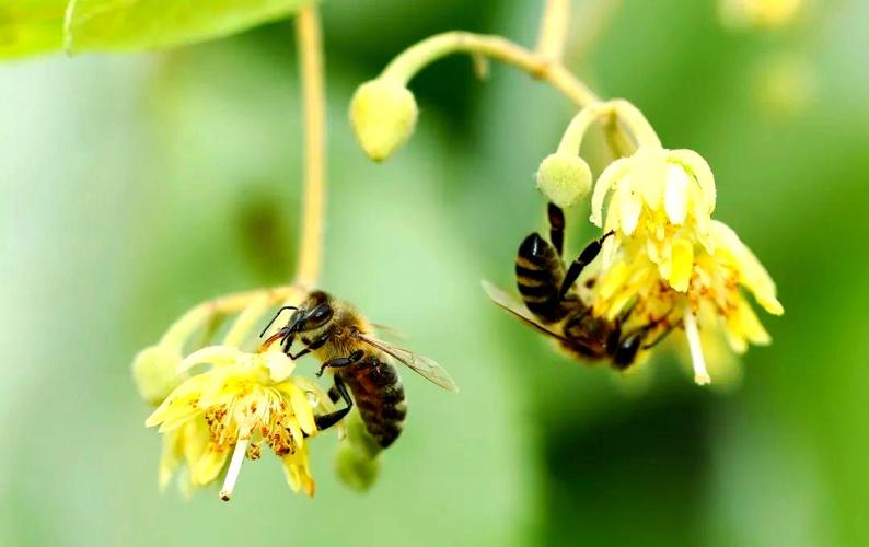 东北黑蜂养殖技术视频，关键要点有哪些？-图3