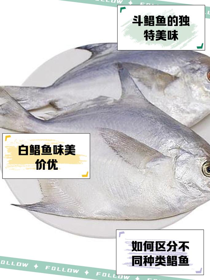 耐低温淡水白鲳品种如何培育？-图3