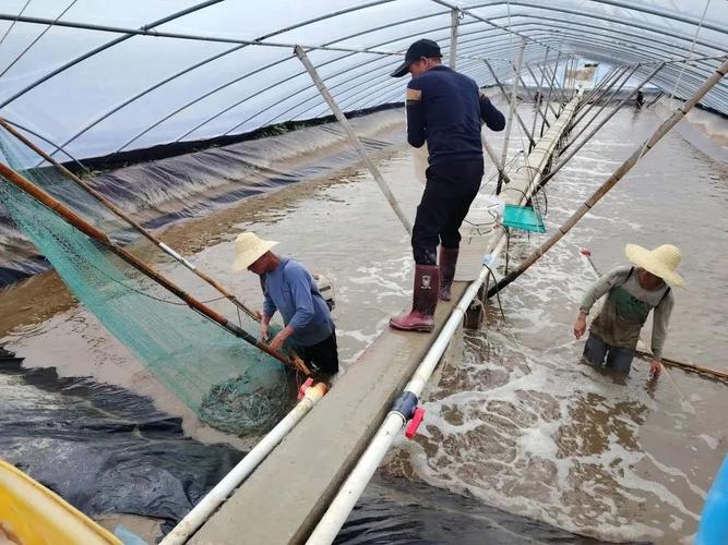 最新大棚养虾技术视频，如何高效应用？-图1