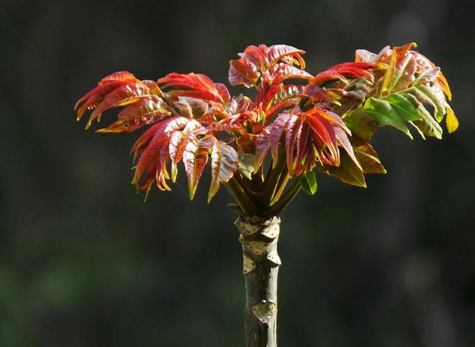 香椿怎么种才高产？-图3