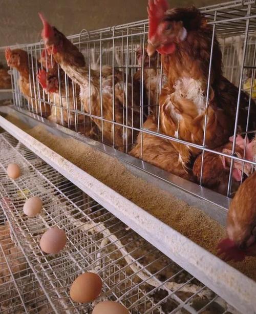 哪些母鸡品种易被养鸡场淘汰？-图3