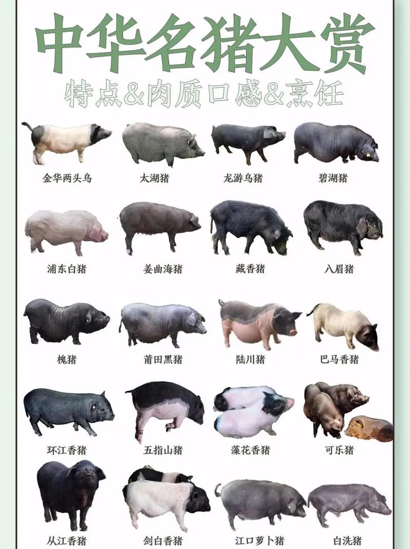 放养的瘦肉猪品种有-图2