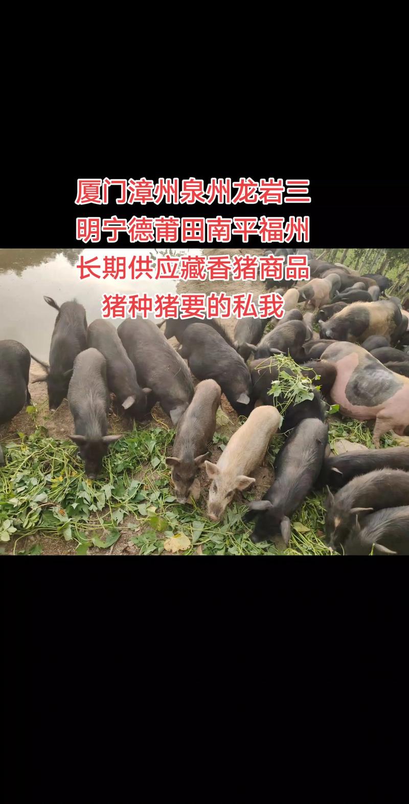 放养的瘦肉猪品种有-图1